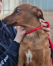 BENITO, Hund, Jagdhund-Mix in Italien - Bild 15