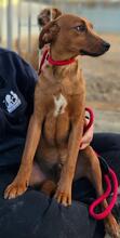 BENITO, Hund, Jagdhund-Mix in Italien - Bild 16