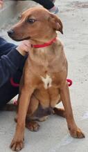 BENITO, Hund, Jagdhund-Mix in Italien - Bild 17