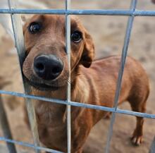 BENITO, Hund, Jagdhund-Mix in Italien - Bild 18