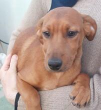 BENITO, Hund, Jagdhund-Mix in Italien - Bild 2
