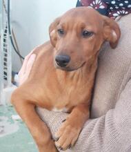 BENITO, Hund, Jagdhund-Mix in Italien - Bild 3