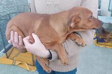 BENITO, Hund, Jagdhund-Mix in Italien - Bild 4
