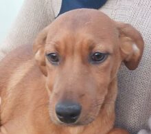 BENITO, Hund, Jagdhund-Mix in Italien - Bild 5