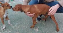 BENITO, Hund, Jagdhund-Mix in Italien - Bild 6