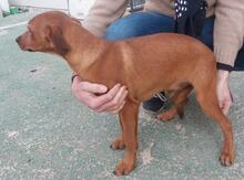 BENITO, Hund, Jagdhund-Mix in Italien - Bild 7