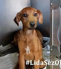 BENITO, Hund, Jagdhund-Mix in Italien - Bild 8