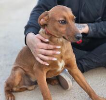 BENITO, Hund, Jagdhund-Mix in Italien - Bild 9
