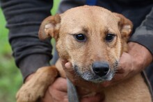 SANJAN, Hund, Mischlingshund in Lohra-Reimershausen - Bild 1