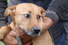 SANJAN, Hund, Mischlingshund in Lohra-Reimershausen - Bild 2