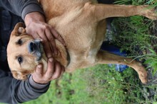 SANJAN, Hund, Mischlingshund in Lohra-Reimershausen - Bild 3