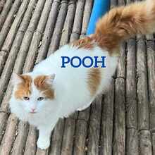 POOH, Katze, Europäische Langhaarkatze in Langenhagen