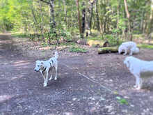 LEANDRO, Hund, Mischlingshund in Bad Kohlgrub - Bild 10