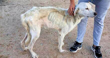 LEANDRO, Hund, Mischlingshund in Bad Kohlgrub - Bild 13