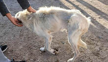 LEANDRO, Hund, Mischlingshund in Bad Kohlgrub - Bild 15