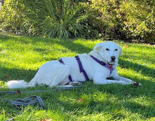 LEANDRO, Hund, Mischlingshund in Bad Kohlgrub - Bild 3