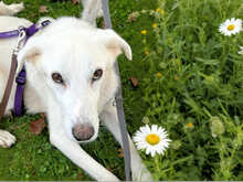 LEANDRO, Hund, Mischlingshund in Bad Kohlgrub - Bild 4