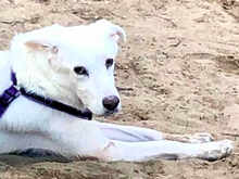 LEANDRO, Hund, Mischlingshund in Bad Kohlgrub - Bild 5