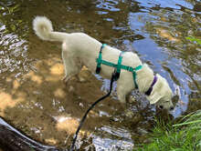 LEANDRO, Hund, Mischlingshund in Bad Kohlgrub - Bild 7