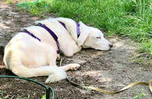 LEANDRO, Hund, Mischlingshund in Bad Kohlgrub - Bild 8