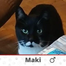 MAKI, Katze, Europäisch Kurzhaar in Gelsenkirchen - Bild 2