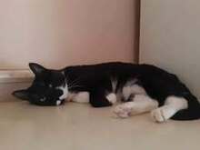 MAKI, Katze, Europäisch Kurzhaar in Gelsenkirchen - Bild 7
