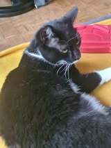MAKI, Katze, Europäisch Kurzhaar in Gelsenkirchen - Bild 9
