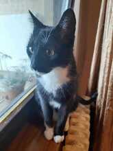 MIRON, Katze, Europäisch Kurzhaar in Gelsenkirchen - Bild 3