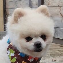 ZEUS, Hund, Kleinspitz in Spanien