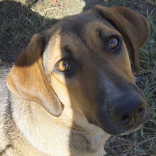 SABRINA, Hund, Mischlingshund in Griechenland - Bild 1