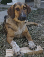 SABRINA, Hund, Mischlingshund in Griechenland - Bild 10