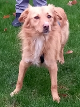 BETSY, Hund, Mischlingshund in Backnang