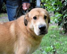 KOSEY, Hund, Mischlingshund in Italien - Bild 19