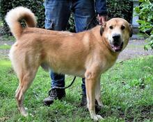 KOSEY, Hund, Mischlingshund in Italien - Bild 22