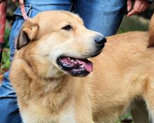 KOSEY, Hund, Mischlingshund in Italien - Bild 24