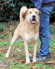 KOSEY, Hund, Mischlingshund in Italien - Bild 25