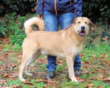 KOSEY, Hund, Mischlingshund in Italien - Bild 26