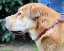 KOSEY, Hund, Mischlingshund in Italien - Bild 27