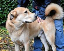 KOSEY, Hund, Mischlingshund in Italien - Bild 30