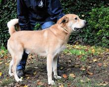 KOSEY, Hund, Mischlingshund in Italien - Bild 31