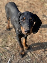 LAURA, Hund, Hellenikos Ichnilatis-Mix in Griechenland - Bild 1