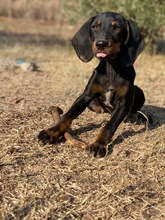 LAURA, Hund, Hellenikos Ichnilatis-Mix in Griechenland - Bild 2