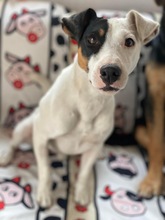 BENJAMIN, Hund, Jack Russell Terrier in Griechenland - Bild 1