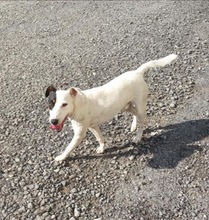 BENJAMIN, Hund, Jack Russell Terrier in Griechenland - Bild 4