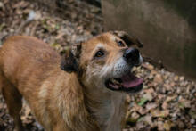 SIRHENRY, Hund, Mischlingshund in Kroatien - Bild 1