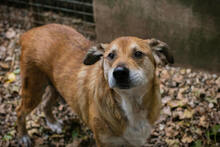 SIRHENRY, Hund, Mischlingshund in Kroatien - Bild 2