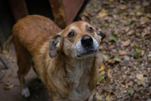 SIRHENRY, Hund, Mischlingshund in Kroatien - Bild 3