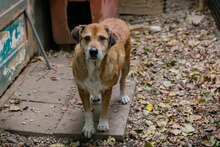 SIRHENRY, Hund, Mischlingshund in Kroatien - Bild 4