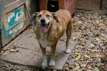 SIRHENRY, Hund, Mischlingshund in Kroatien - Bild 5