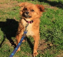 TIKA, Hund, Mischlingshund in Kroatien - Bild 1